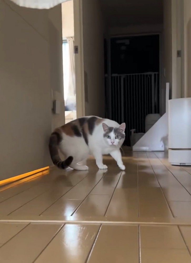 姿勢を低くする猫