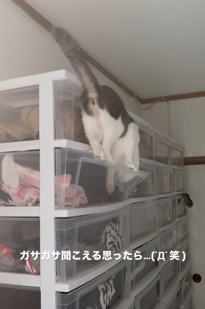 衣装ケースに入ろうとする猫
