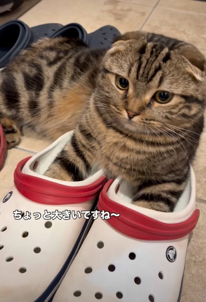 クロックスを履く猫