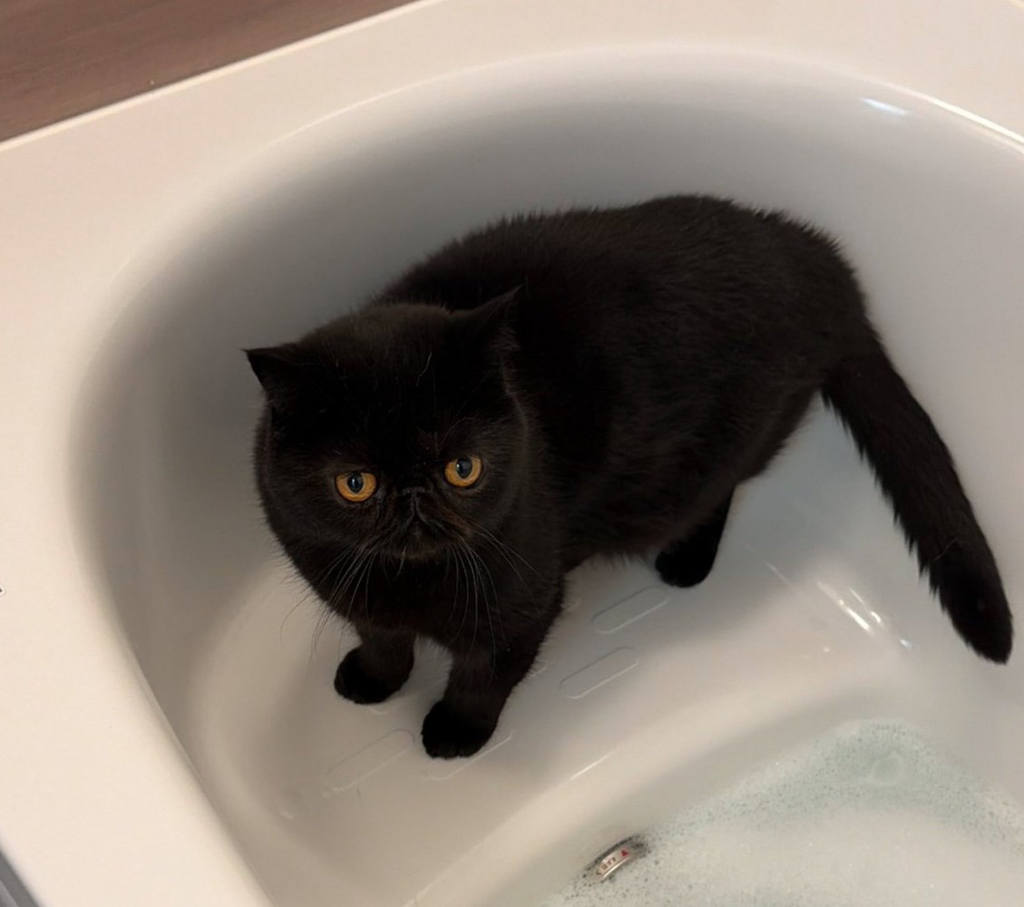 お風呂に入る黒猫2