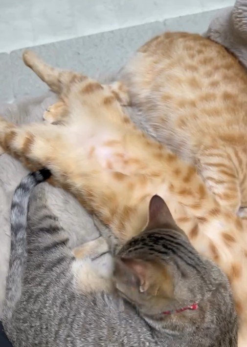 寄り添って寝る3匹の猫