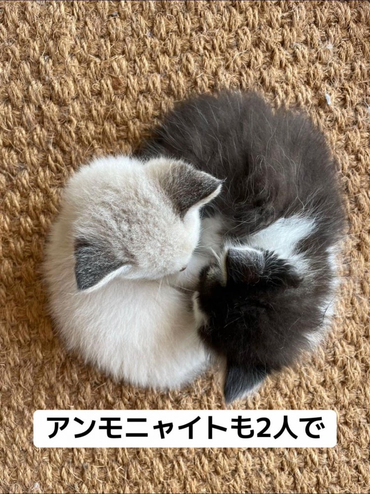 丸くなる2匹の子猫