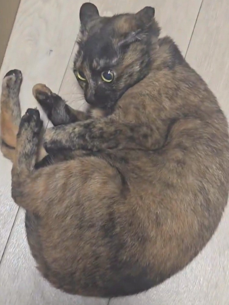 股を広げてしっぽの毛づくろいをする猫