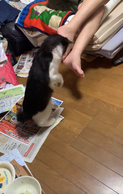 チラシの上に立っている子猫