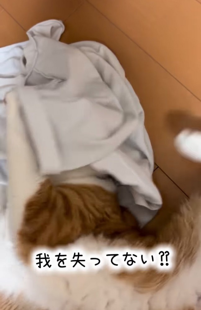 シャツに顔を押し付ける猫