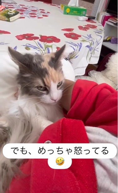 人に抱かれている猫