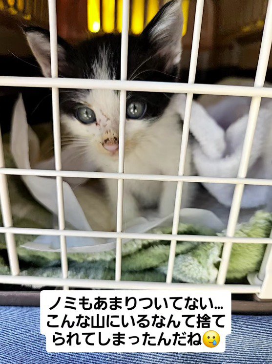 ペットキャリーに入れられた子猫
