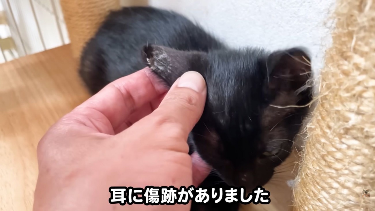 テロップ「耳に傷跡が～」