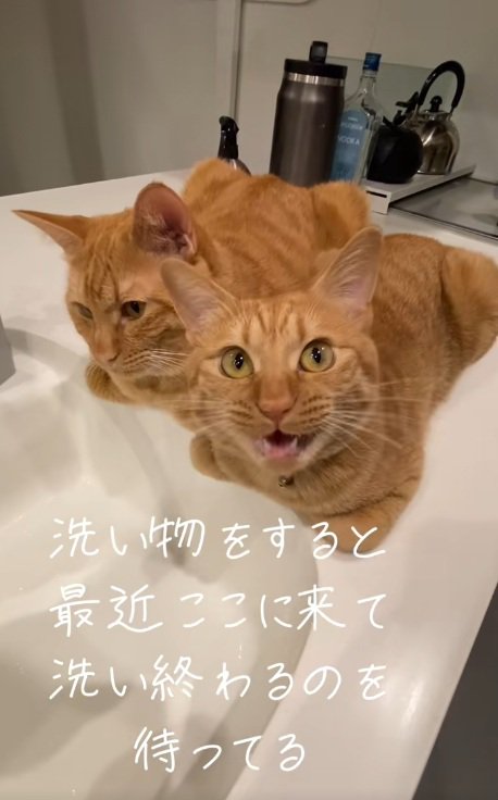 洗い場のそばに香箱座りしている2匹の猫