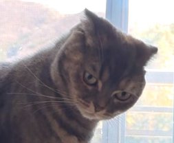 真顔で斜め下を見る猫