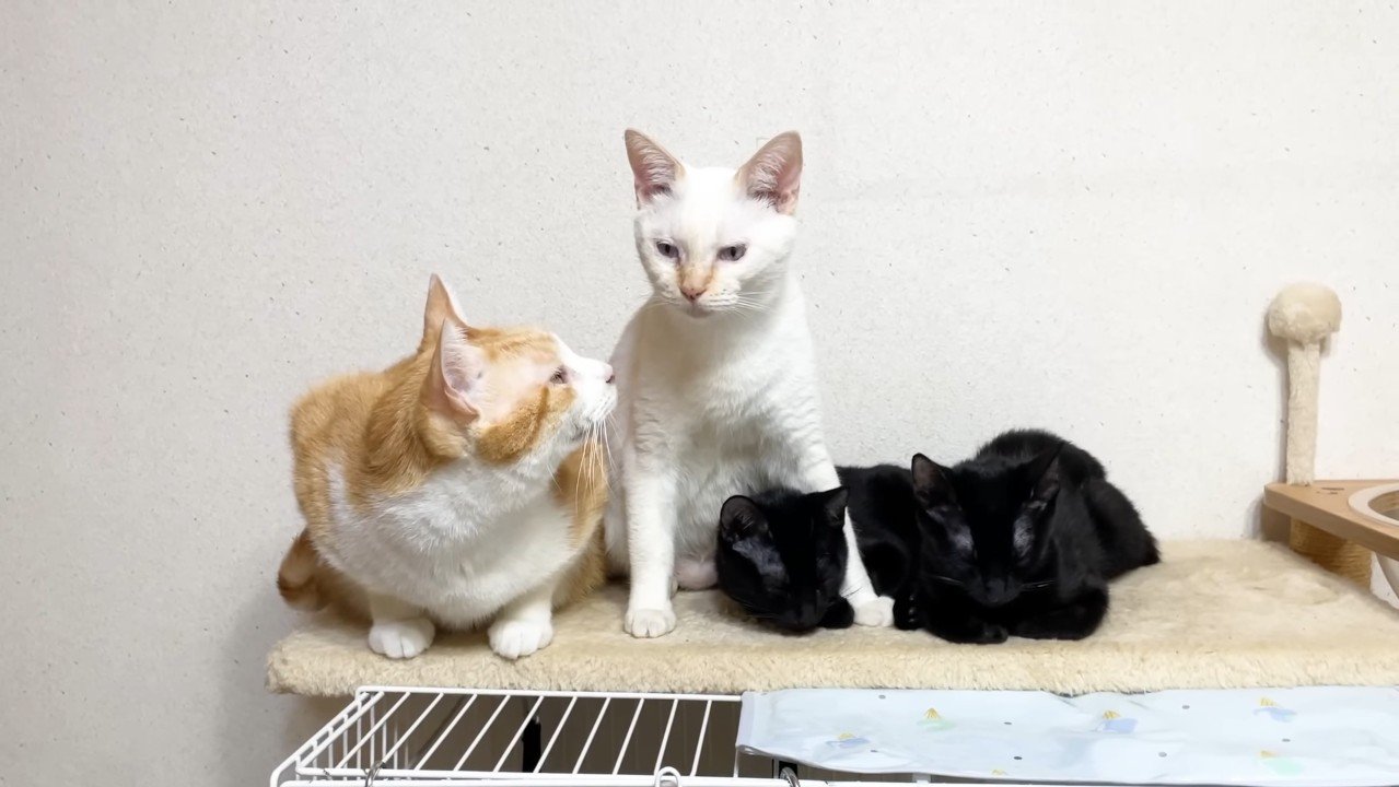 チロちゃんを見つめるむぎくん