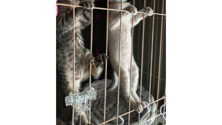 ケージの中の子猫