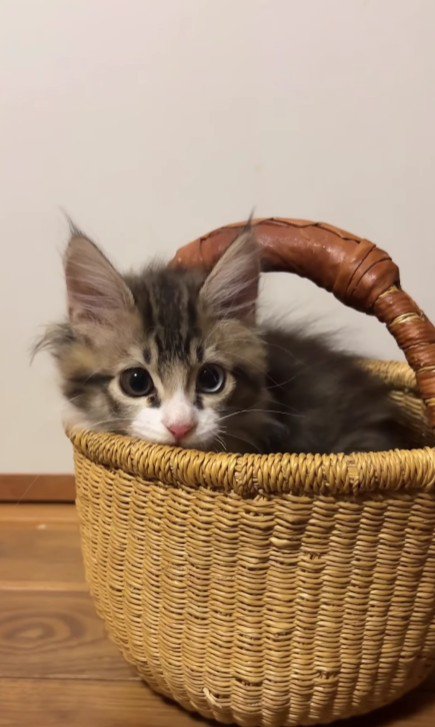 カゴに入った子猫