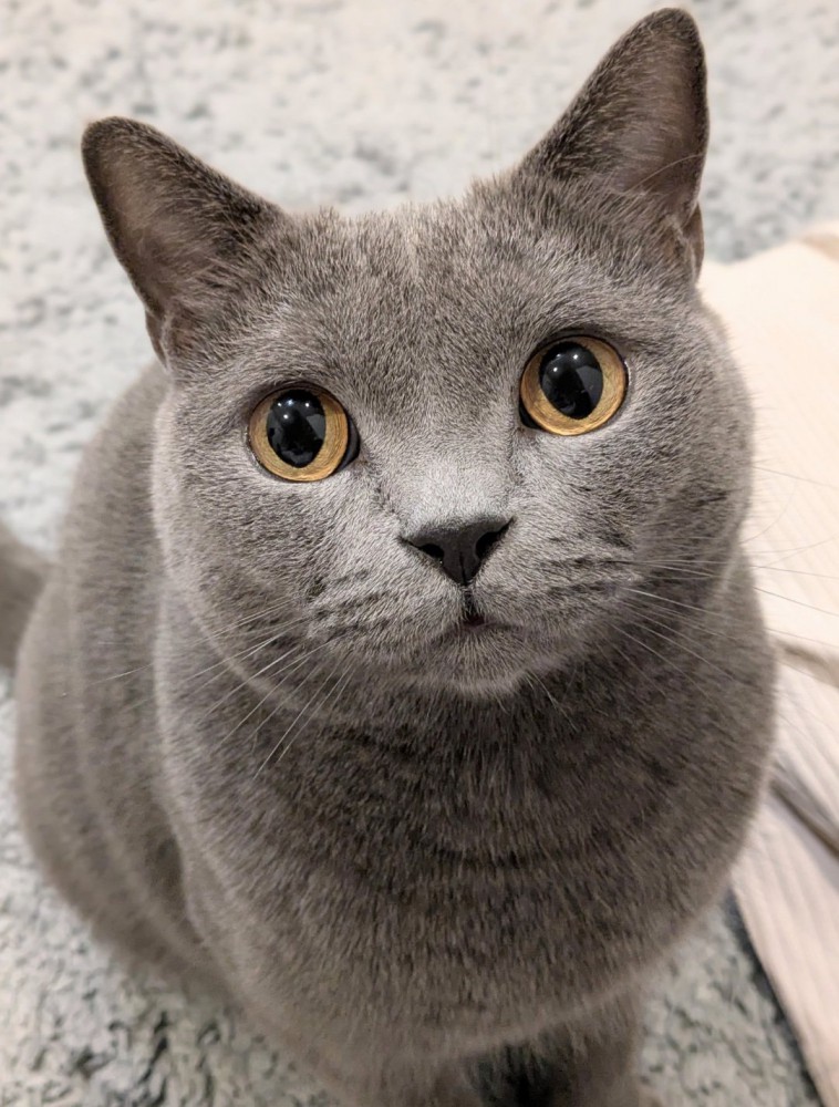 猫の顔