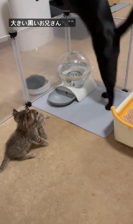 フェンスを乗り越える黒猫