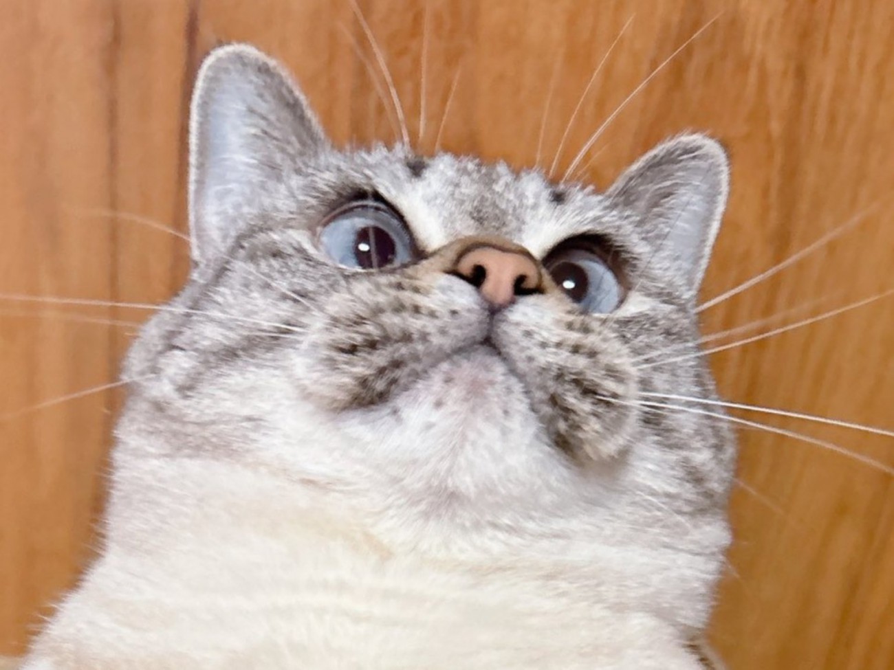 箱の中でへそ天する猫の上半身