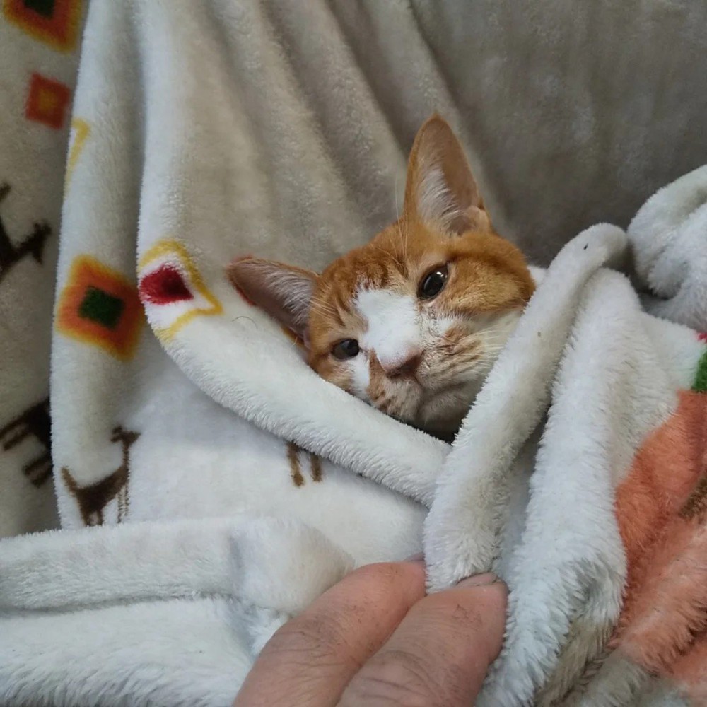 毛布にくるまれている猫