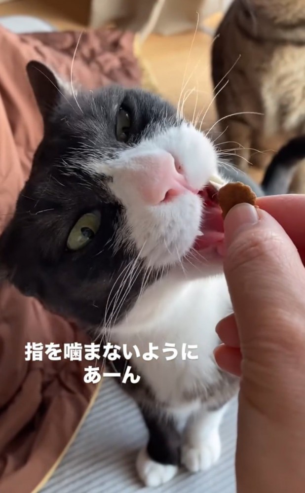 噛もうとしない猫