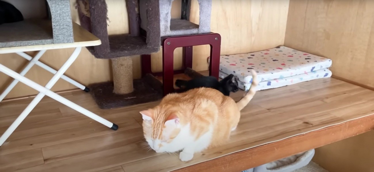 成猫の匂いを嗅いでいる子猫