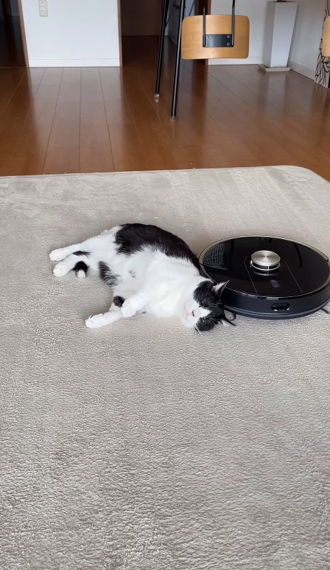 猫の後頭部付近にいるロボット掃除機