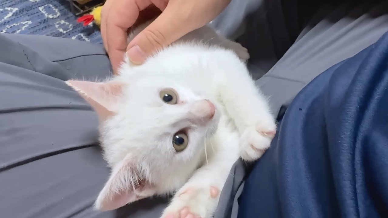 膝の上