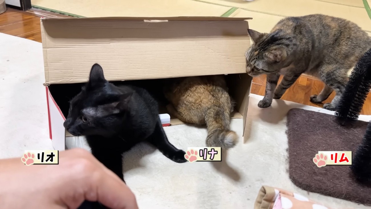 段ボールに入る猫たち