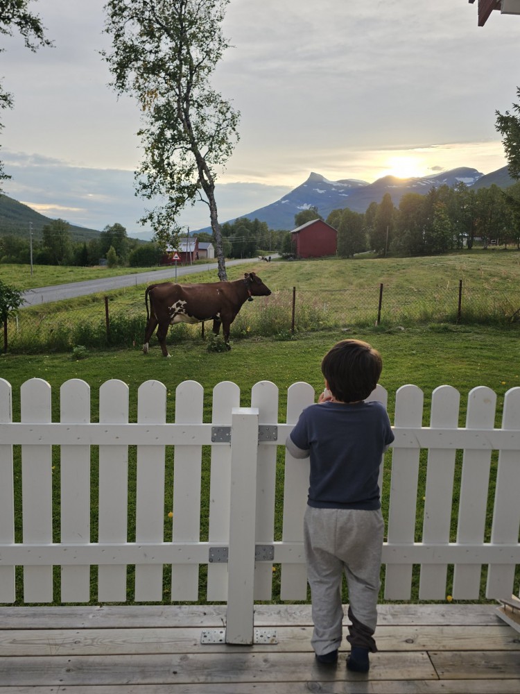 牛を見ている男の子