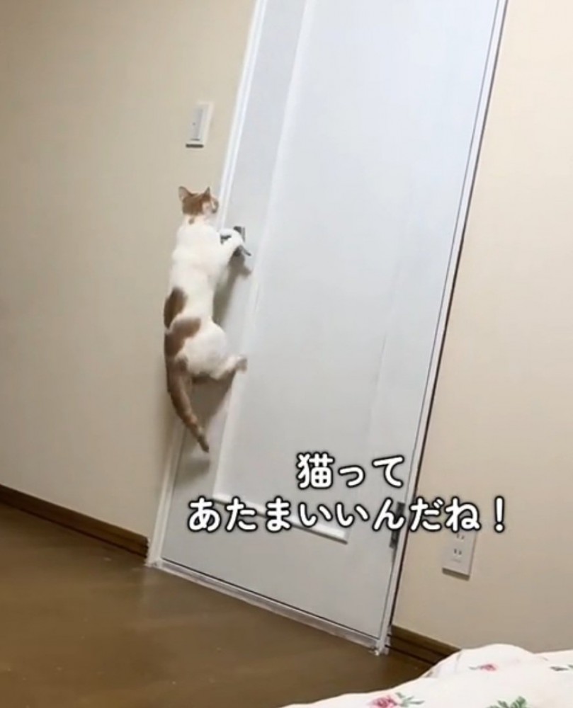ドアを開けようとする猫