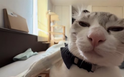 画面右側によっている半目でイカ耳になっている猫