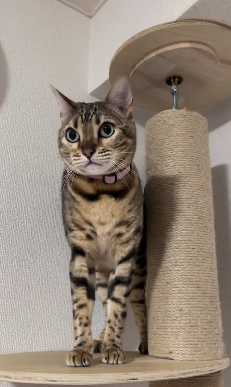 おすまし顔の猫