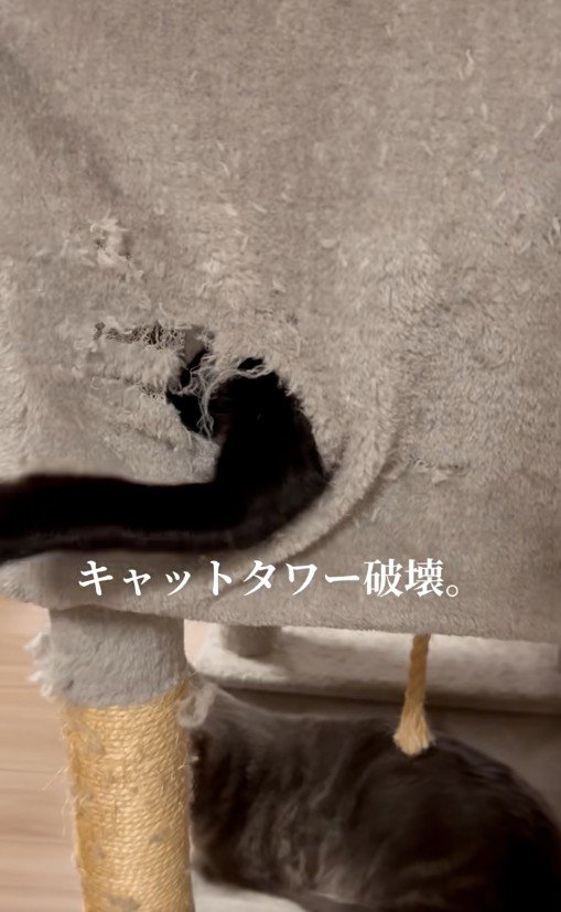 穴から腕を出している猫