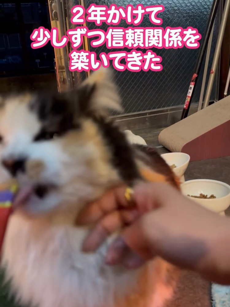 なでられる猫