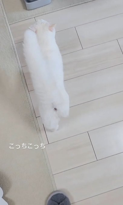 飼い主の先を歩く猫％