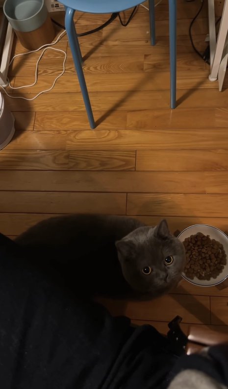 飼い主のそばでカメラを見上げる猫