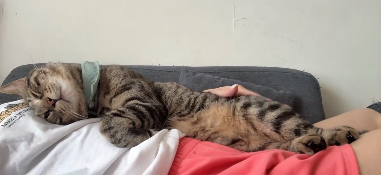 人のお腹の上で寝る猫