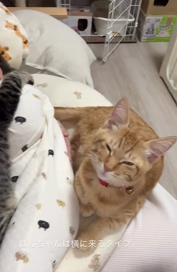 赤ちゃんに寄り添う子猫