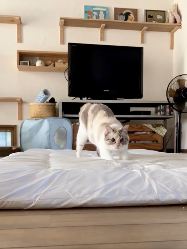 布団の上でこちらを見る猫