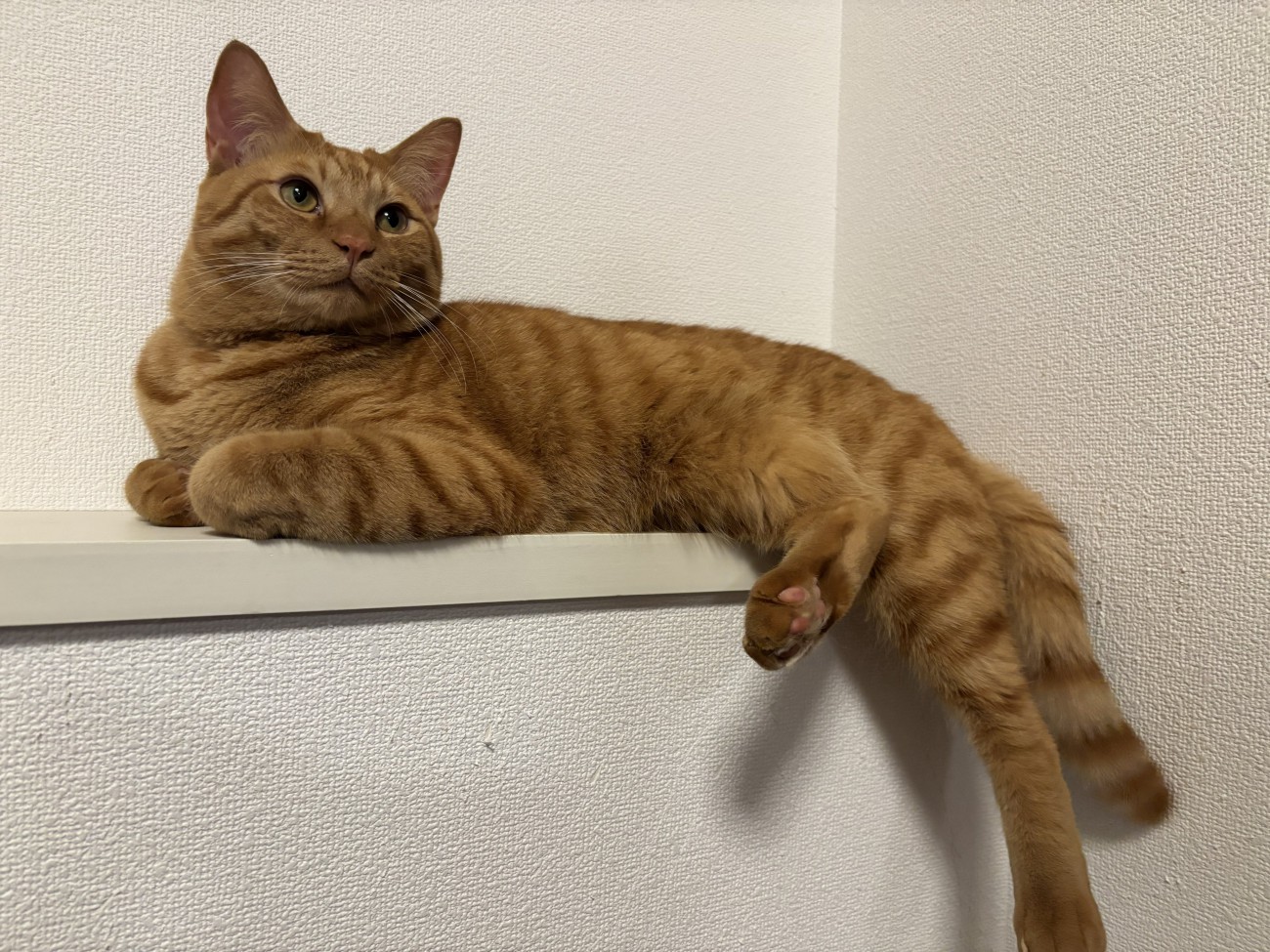 くつろぐ姿勢の茶トラ猫