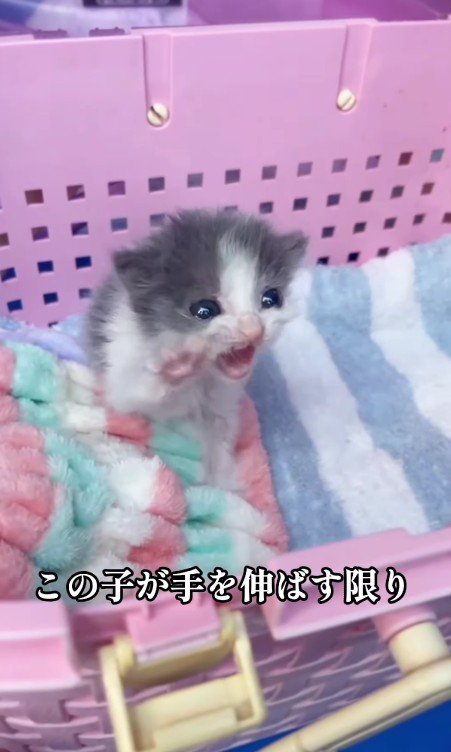 手を伸ばす子猫