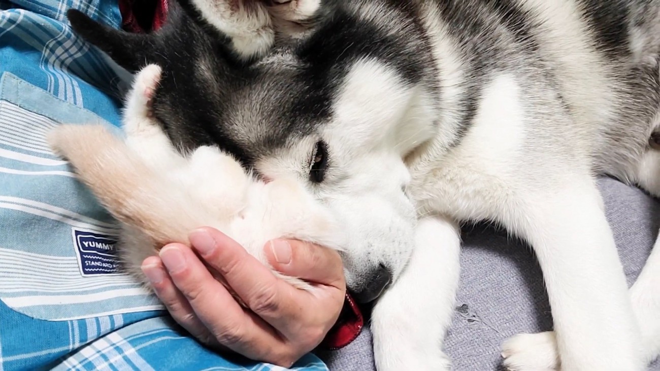 子猫に顔をくっつける犬