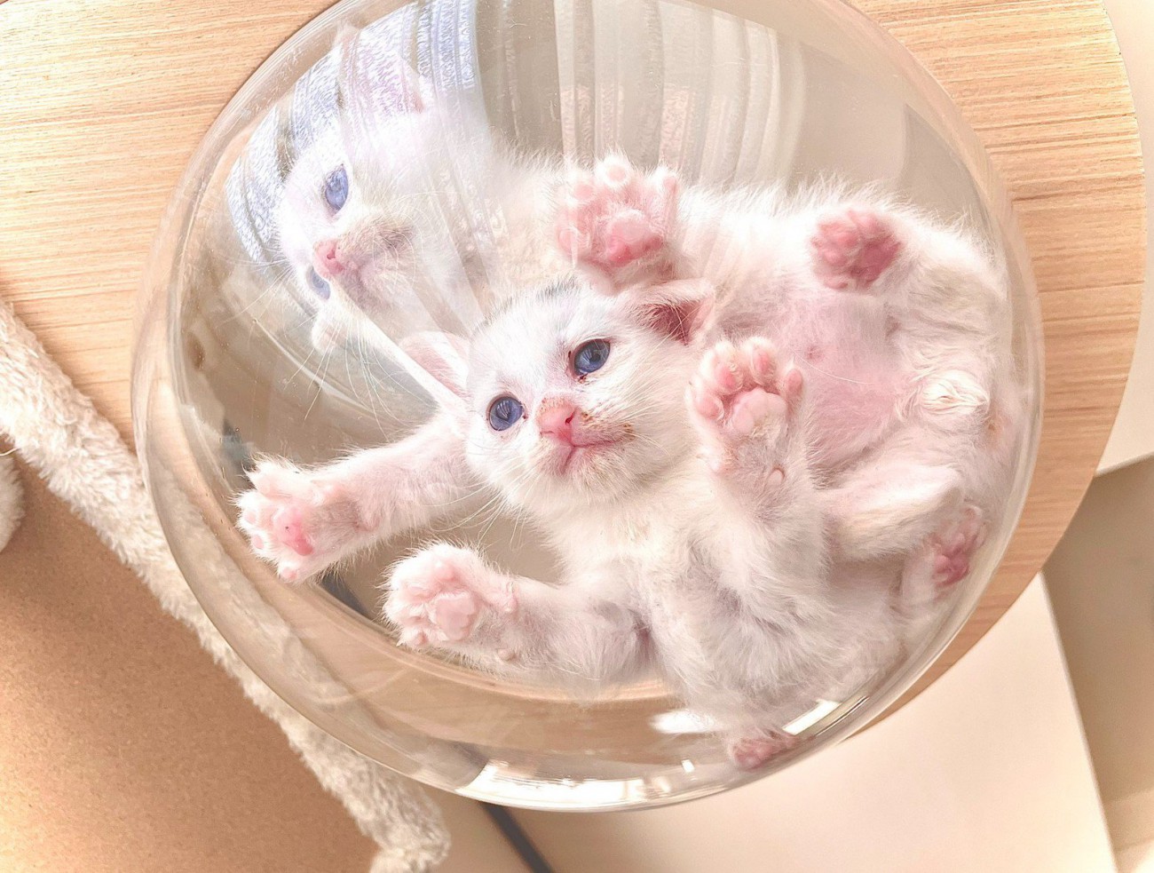 宇宙船ボウルにいる2匹