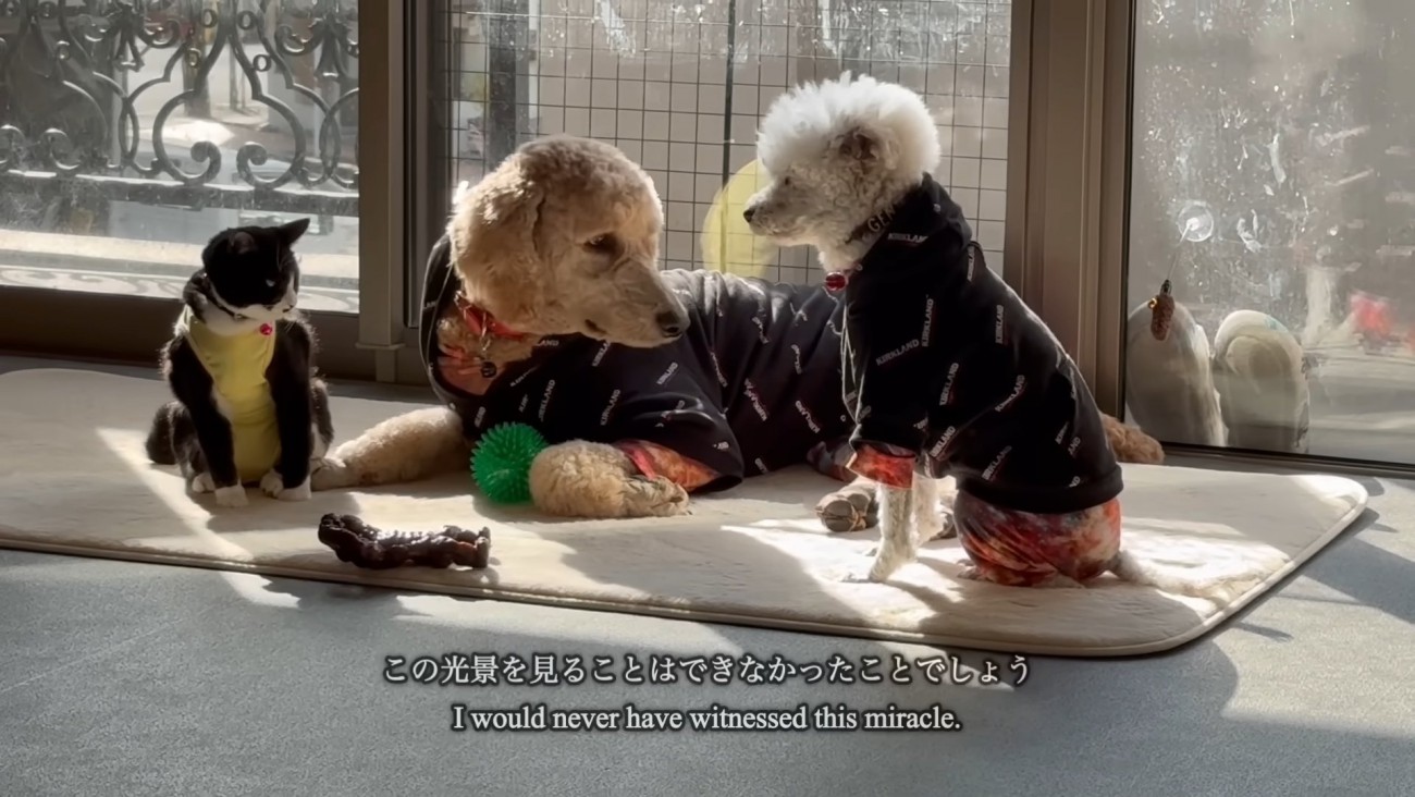 日向ぼっこをする犬と猫