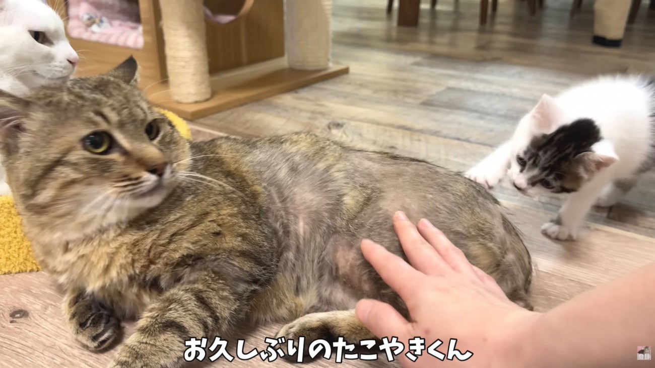 テロップ「お久しぶりの～」