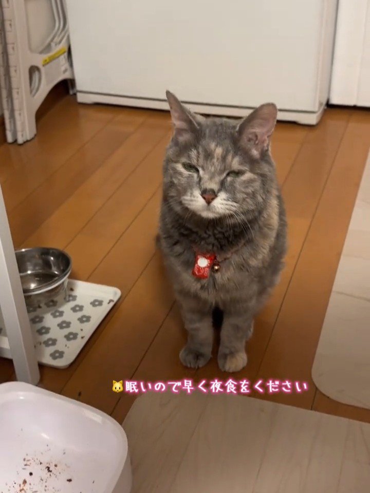 眠そうな顔の猫
