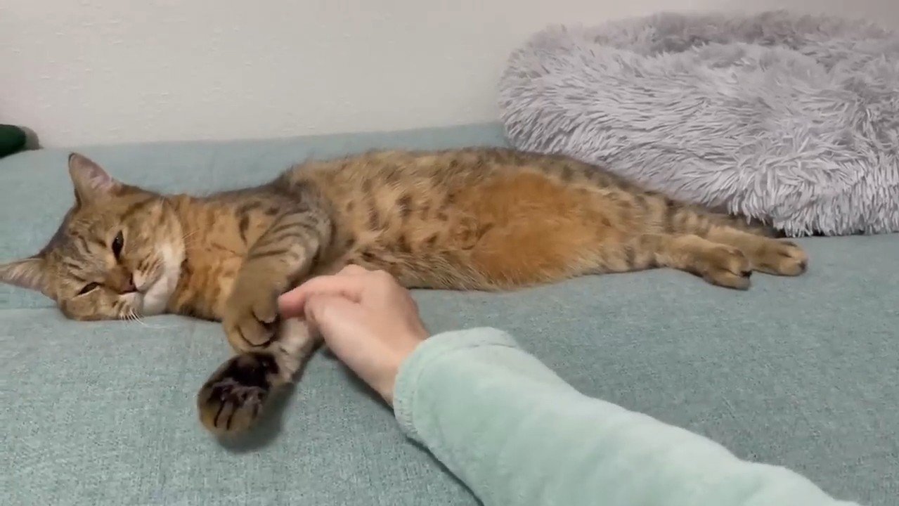 肉球にタッチ