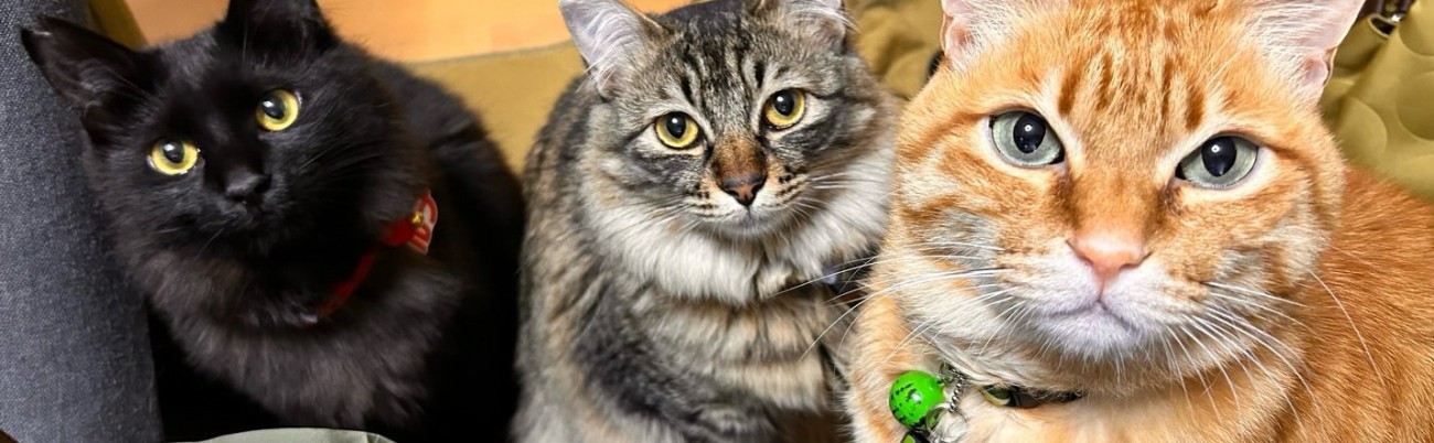 3匹の猫