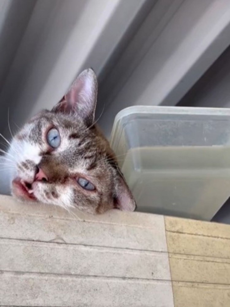冷凍庫の上の猫