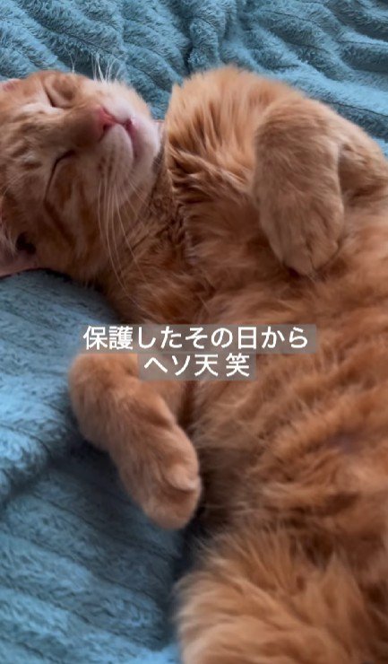 仰向けで寝る猫