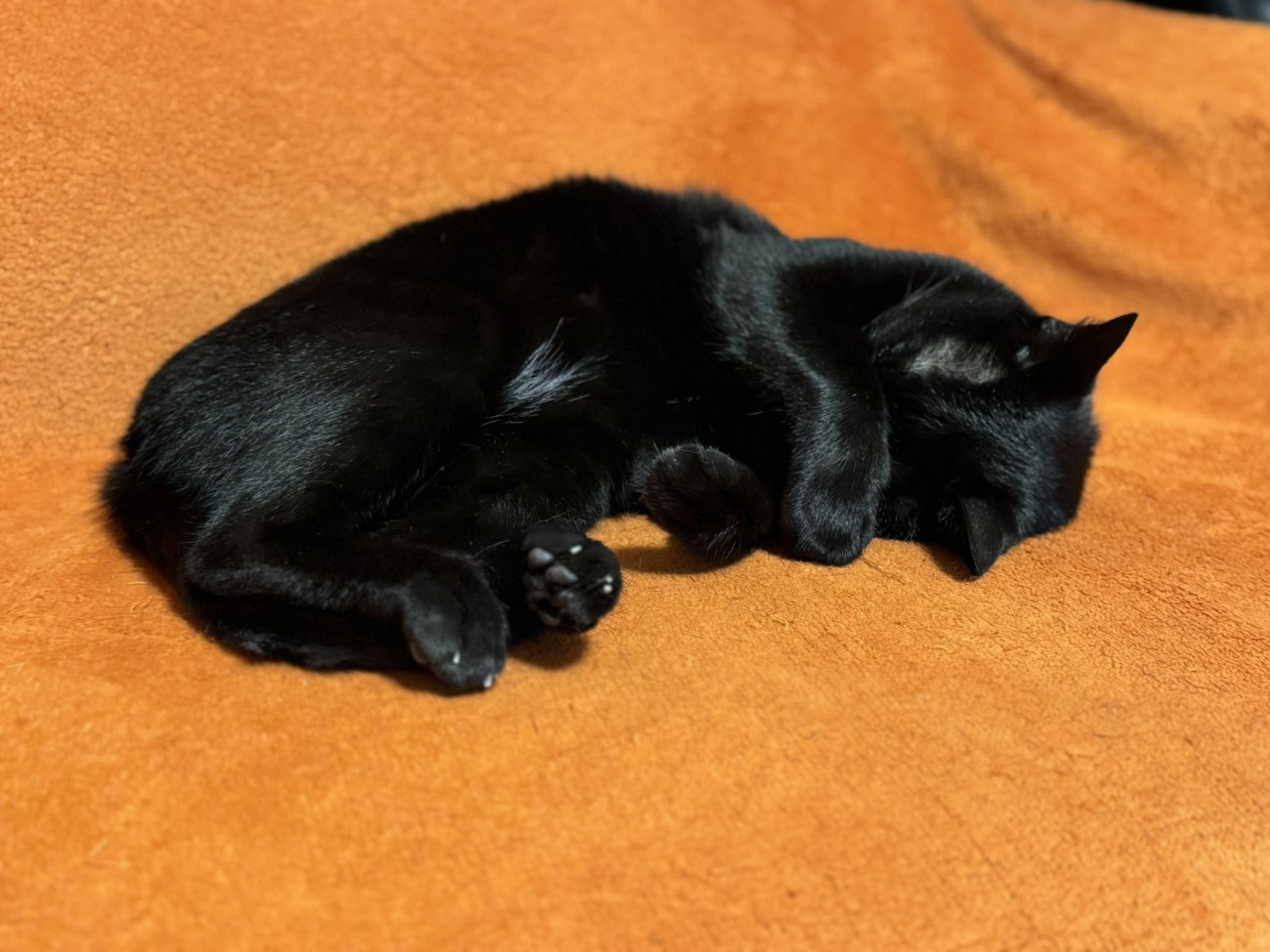 まぶしい寝する猫