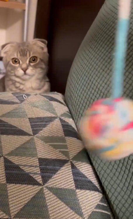 ボールをみつめる猫